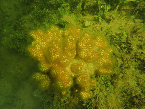 Knobby Star Coral