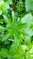 Galium aparine
