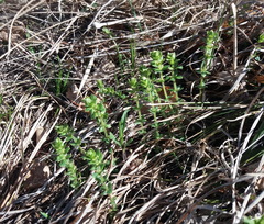 Cruciata glabra krylovii