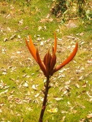 Erythrina leptorhiza