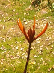Erythrina leptorhiza
