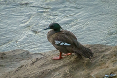 Brazilian Merganser photo 5