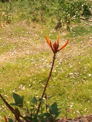 Erythrina leptorhiza