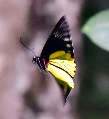 Troides cuneifera