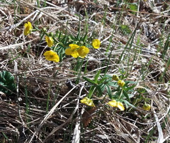 Ranunculus monophyllus