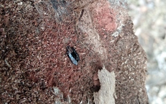Hololepta