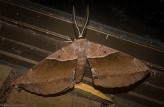 Chelepteryx chalepteryx