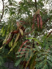 Leucaena leucocephala