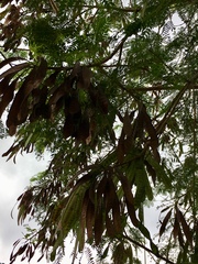 Leucaena leucocephala