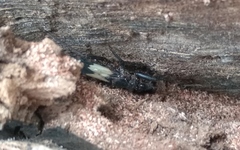 Microtomus luctuosus