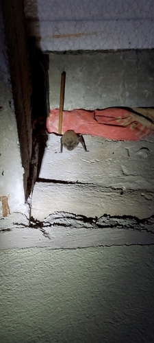 Yellowish Myotis