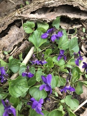 Viola sororia