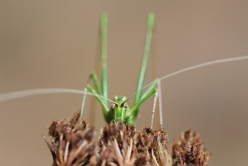 Lily Bush-cricket photo 3
