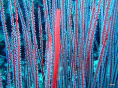 Ellisella ceratophyta