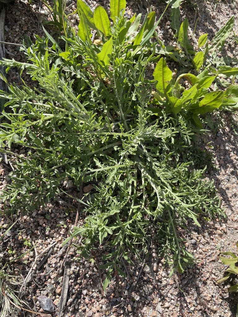 diffuse knapweed from Lee Hill Dr, Boulder, CO, US on April 28, 2024 at ...