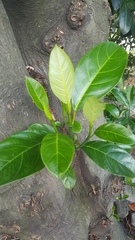 Artocarpus heterophyllus