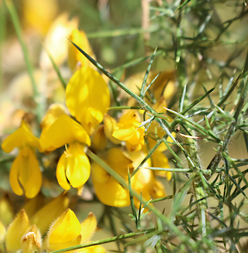 gorse from Zealandia Te Māra a Tāne 53 Waiapu Road, Karori, Wellington ...