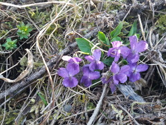 Viola hirta