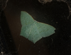 Maxates centrophylla