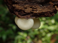 Hemimycena cucullata