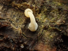 Hemimycena cucullata