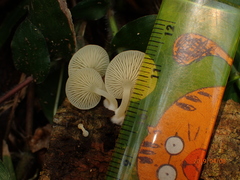 Hemimycena cucullata