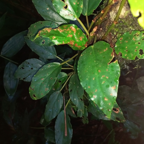 Image of Begonia radicans by (c) Patrícia Mees, some rights reserved (CC BY)