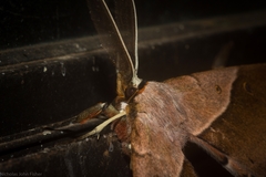 Chelepteryx chalepteryx