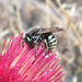 Heteranthidium - Photo (c) Gena Bentall, some rights reserved (CC BY-NC), uploaded by Gena Bentall