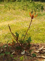 Erythrina leptorhiza