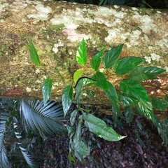 Begonia radicans