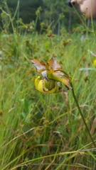 Sarracenia jonesii