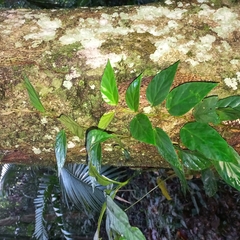 Begonia radicans, photograph Patrícia Mees, CC BY, iNaturalist via GBIF
