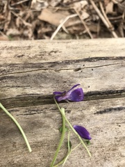 Viola sororia