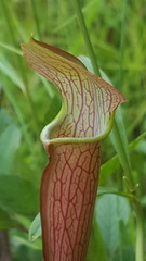Sarracenia jonesii