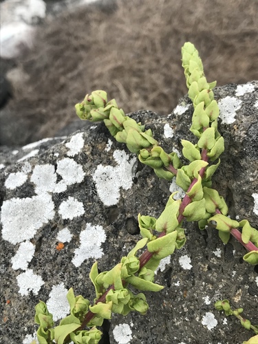 San Diego coastalcreeper (Aphanisma blitoides)