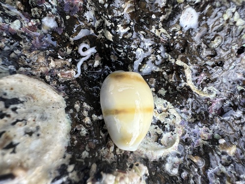 Cypraea moneta observed 2024-05-05