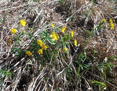 Ranunculus monophyllus