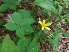 Ranunculus sierrae-orientalis