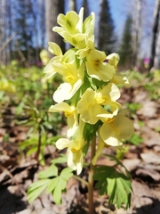 Corydalis bracteata
