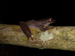 Polypedates leucomystax