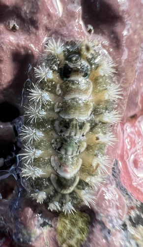 Acanthochiton observed 2024-05-05