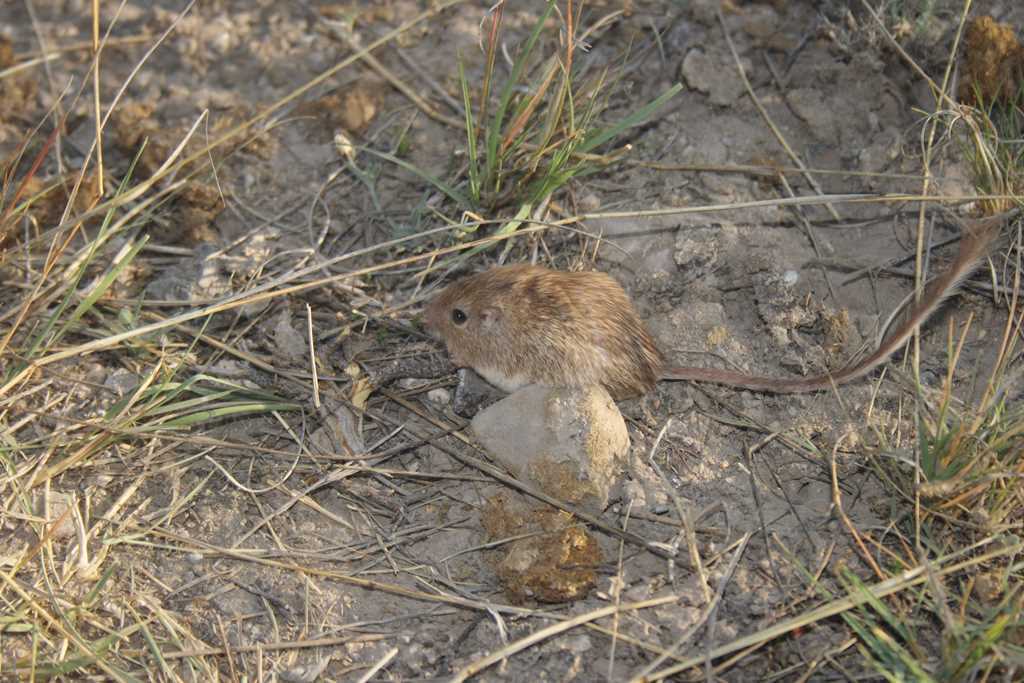 Ratón de abazones chihuahuense desde Charcas, San Luis Potosí el07 de ...