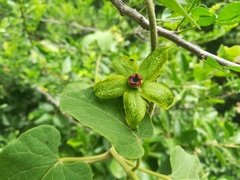 Gonolobus erianthus