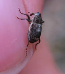 Acoptus suturalis