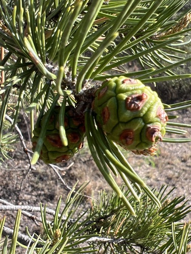 Image of Pinus remota by (c) Andy Jordan, some rights reserved (CC BY)