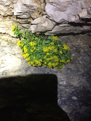 Perityle lindheimeri