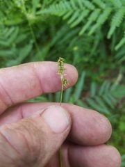 Carex retroflexa