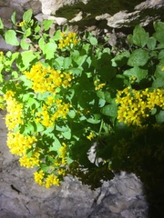 Perityle lindheimeri