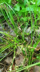 Carex retroflexa